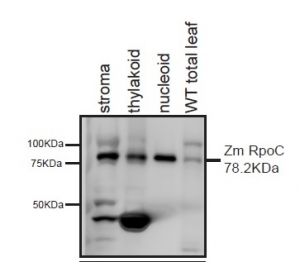 RpoC1 | RNA polymerase beta' subunit (chloroplast) in the group Antibodies Plant/Algal / DNA/RNA/Cell Cycle / Transcription regulation at Agrisera AB (Antibodies for research) (AS15 2868)